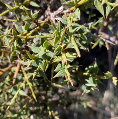 Daviesia ulicifolia (Gorse Bitter-pea) at Paddys River, ACT - 26 Jun 2022 by NedJohnston