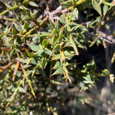 Daviesia ulicifolia (Gorse Bitter-pea) at Tidbinbilla Nature Reserve - 26 Jun 2022 by Ned_Johnston