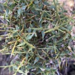 Daviesia ulicifolia at Paddys River, ACT - 26 Jun 2022 11:54 AM