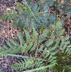 Pteridium esculentum (Bracken) at Paddys River, ACT - 26 Jun 2022 by NedJohnston