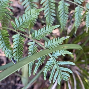 Pteridium esculentum at Paddys River, ACT - 26 Jun 2022 08:26 AM