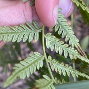 Pteridium esculentum at Paddys River, ACT - 26 Jun 2022