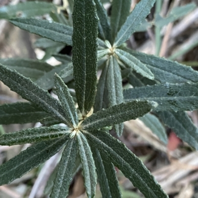 Olearia erubescens (Silky Daisybush) at Paddys River, ACT - 26 Jun 2022 by NedJohnston