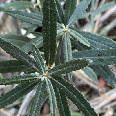 Olearia erubescens (Silky Daisybush) at Paddys River, ACT - 25 Jun 2022 by Ned_Johnston