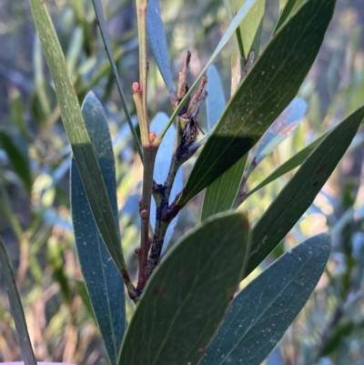 Daviesia mimosoides subsp. mimosoides at Tidbinbilla Nature Reserve - 25 Jun 2022 by Ned_Johnston