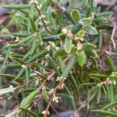 Monotoca scoparia (Broom Heath) at Paddys River, ACT - 25 Jun 2022 by Ned_Johnston