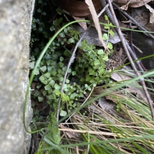 Asplenium flabellifolium at Paddys River, ACT - 26 Jun 2022