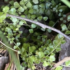 Asplenium flabellifolium at Paddys River, ACT - 26 Jun 2022