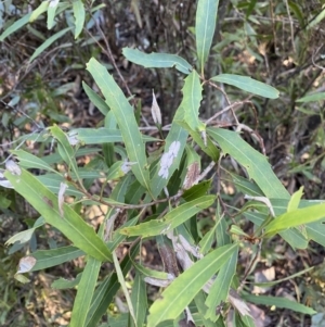 Lomatia myricoides at Paddys River, ACT - 26 Jun 2022