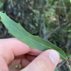 Lomatia myricoides at Paddys River, ACT - 26 Jun 2022