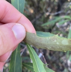 Lomatia myricoides at Paddys River, ACT - 26 Jun 2022