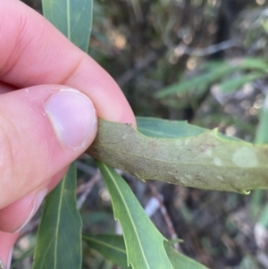 Lomatia myricoides at Paddys River, ACT - 26 Jun 2022