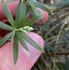 Leucopogon gelidus at Paddys River, ACT - 25 Jun 2022 by Ned_Johnston