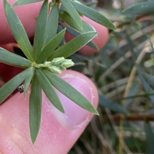 Leucopogon gelidus at Paddys River, ACT - 26 Jun 2022