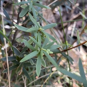 Leucopogon gelidus at Paddys River, ACT - 26 Jun 2022