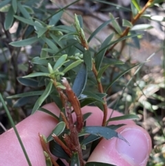 Leucopogon gelidus at Paddys River, ACT - 26 Jun 2022