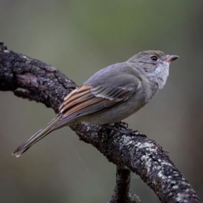 Pachycephala pectoralis (Golden Whistler) at Hackett, ACT - 21 Jul 2022 by Boagshoags