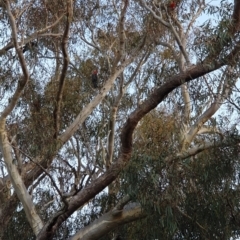 Callocephalon fimbriatum (Gang-gang Cockatoo) at Wanniassa Hill - 8 Jun 2022 by Mattinthebush