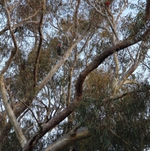 Callocephalon fimbriatum at Fadden, ACT - suppressed