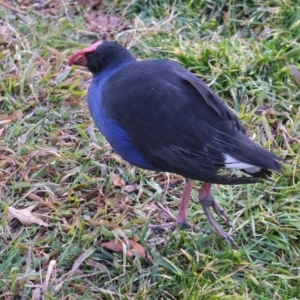 Porphyrio melanotus at Gungahlin, ACT - 21 Jul 2022 04:23 PM