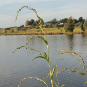 Persicaria hydropiper at Molonglo Valley, ACT - 22 Mar 2022