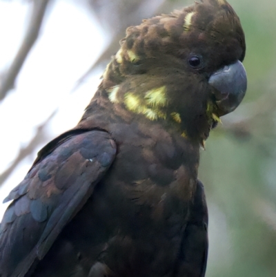 Calyptorhynchus lathami lathami (Glossy Black-Cockatoo) at Larbert, NSW - 20 Jul 2022 by jb2602