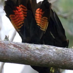 Calyptorhynchus lathami lathami at Larbert, NSW - suppressed