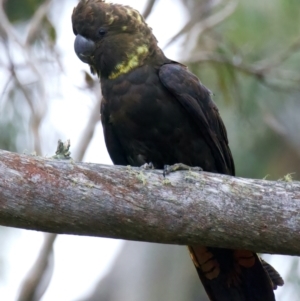 Calyptorhynchus lathami lathami at Larbert, NSW - suppressed