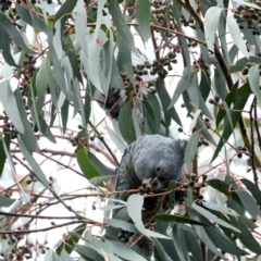 Callocephalon fimbriatum (Gang-gang Cockatoo) at Larbert, NSW - 20 Jul 2022 by jb2602