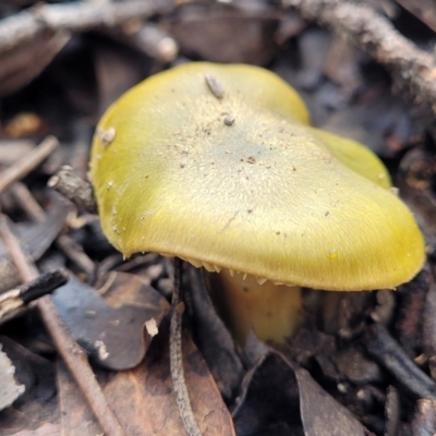 Cortinarius austrovenetus (Green Skinhead) at O'Connor, ACT - 22 Jul 2022 by trevorpreston