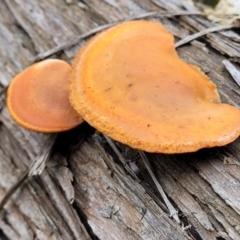 Trametes coccinea (Scarlet Bracket) at O'Connor, ACT - 22 Jul 2022 by trevorpreston