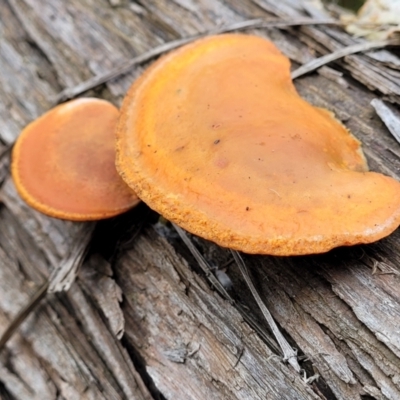 Trametes coccinea (Scarlet Bracket) at O'Connor, ACT - 22 Jul 2022 by trevorpreston