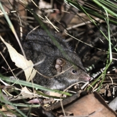 Antechinus mimetes mimetes (Dusky Antechinus) at Tidbinbilla Nature Reserve - 7 Jul 2022 by davidcunninghamwildlife