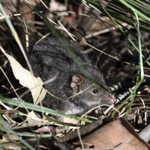 Antechinus mimetes mimetes at Paddys River, ACT - 7 Jul 2022