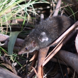 Antechinus mimetes mimetes at Paddys River, ACT - 7 Jul 2022