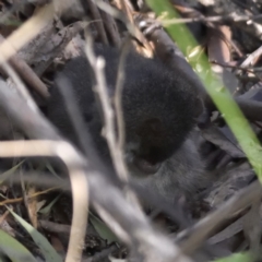 Antechinus mimetes mimetes at Paddys River, ACT - 7 Jul 2022