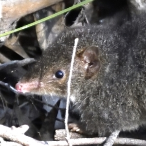 Antechinus mimetes mimetes at Paddys River, ACT - 7 Jul 2022