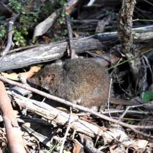 Antechinus mimetes mimetes at Paddys River, ACT - 7 Jul 2022