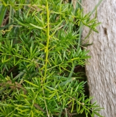 Asparagus aethiopicus (Ground Asparagus) at Wanniassa Hill - 22 Jul 2022 by Mike
