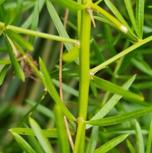 Asparagus aethiopicus at Jerrabomberra, ACT - 22 Jul 2022