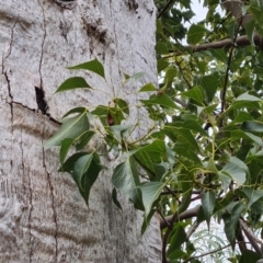 Brachychiton populneus subsp. populneus (Kurrajong) at Jerrabomberra, ACT - 22 Jul 2022 by Mike