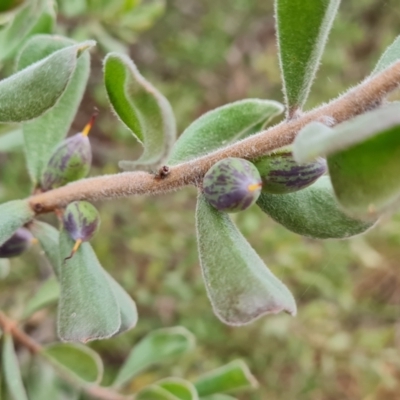 Persoonia rigida (Hairy Geebung) at Jerrabomberra, ACT - 22 Jul 2022 by Mike