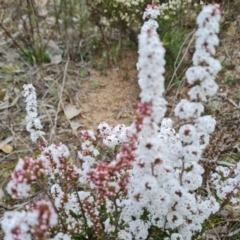 Leucopogon attenuatus (Small-leaved Beard Heath) at Wanniassa Hill - 22 Jul 2022 by Mike