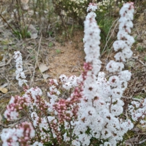 Styphelia attenuata at Jerrabomberra, ACT - 22 Jul 2022