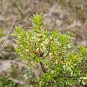 Melichrus urceolatus at Jerrabomberra, ACT - 22 Jul 2022