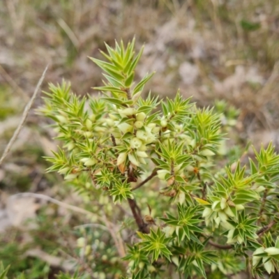 Melichrus urceolatus (Urn Heath) at Wanniassa Hill - 22 Jul 2022 by Mike