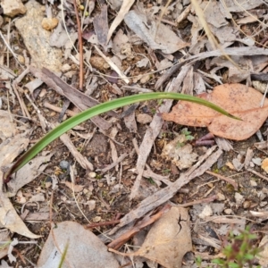 Thelymitra sp. at Jerrabomberra, ACT - 22 Jul 2022