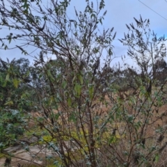 Buddleja davidii (Buddleja, Buddleia, Butterfly Bush) at Jerrabomberra, ACT - 22 Jul 2022 by Mike