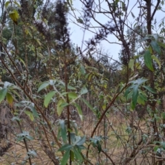 Buddleja davidii at Jerrabomberra, ACT - 22 Jul 2022