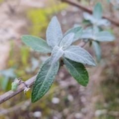 Buddleja davidii at Jerrabomberra, ACT - 22 Jul 2022